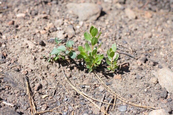 New chaparral whitethorn (left) and manzanita (right) grow on the forest floor on Poopout Hill, one year after the Lake Fire in the San Bernardino National Forest on Wednesday, July 20, 2016.