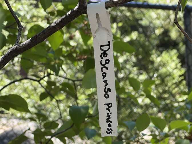 A Descanso Princess lilac label up close.