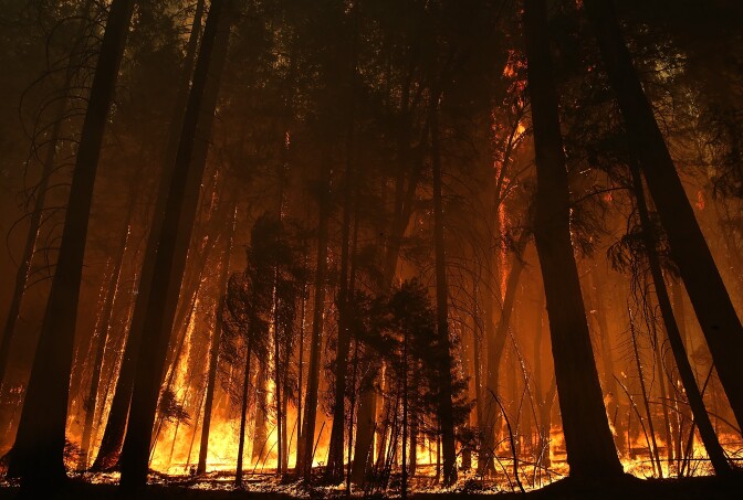 Flames from the Rim Fire consume trees on August 25, 2013 near Groveland, California. The Rim Fire continues to burn out of control and threatens 4,500 homes outside of Yosemite National Park. Over 2,000 firefighters are battling the blaze that has entered a section of Yosemite National Park and is currently 7 percent contained.  