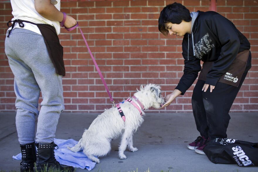 Students at Bunche Middle School in Compton train dogs as part of spcaLA's humane education after-school program on Tuesday afternoon, March 8, 2016. The spcaLA founded this program nearly 20 years ago.