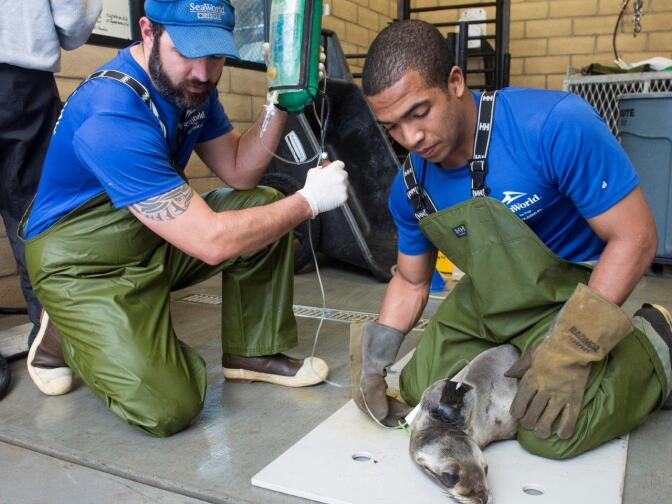 A sea lion receives treatment at SeaWorld.