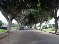 The quiet street on the east side of Santa Monica is coated by a thick canopy of ficus trees.
