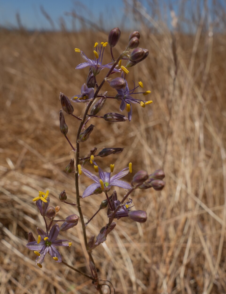 A spiney stem with several closed bulbs, as well as bloomed flowers with purple petals and yellow anthems is in the foreground to a blurred, hay-like background. 