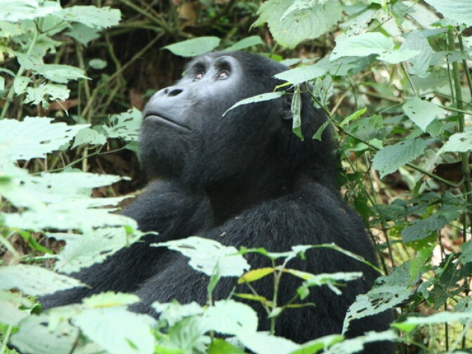 A silverback gorilla gazes up at Elisa's guide.