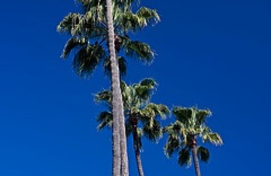 tree1.jpg