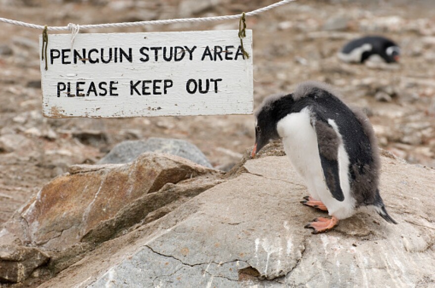 Apply now to work at the British base in Port Lockroy, Antarctica, and young Gentoo penguins like this one could be your Goudier Island neighbors.