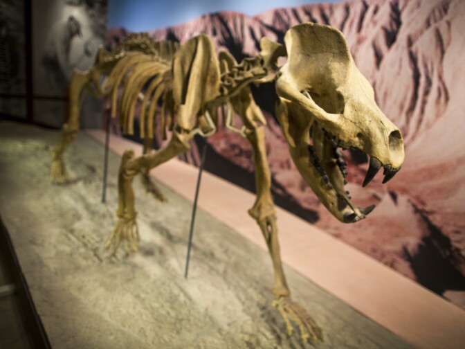 This skeletal cast is a composite of a nearly complete bear-dog collected from Colorado in the 1930s by paleontologists from UC Berkeley. This cast is one of three in existence.
