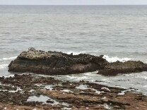 The rocky islands and tidal areas off the Orange County coast were included in the California Coastal National Monument thanks to an executive order from outgoing President Barack Obama. 