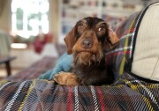 A dog stares into the camera while resting on a couch