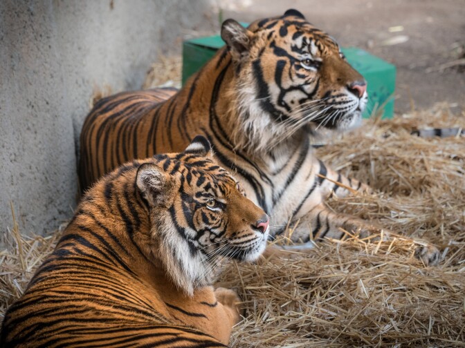 The Sumatran tigers, C.J. and Indah, lay next to each other at the Los Angeles Zoo. 