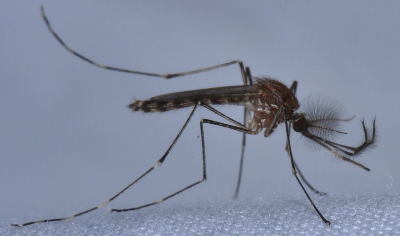 A close up of the Culex mosquito on a white surface. It appears to be brown with tan spots or lines on its body.