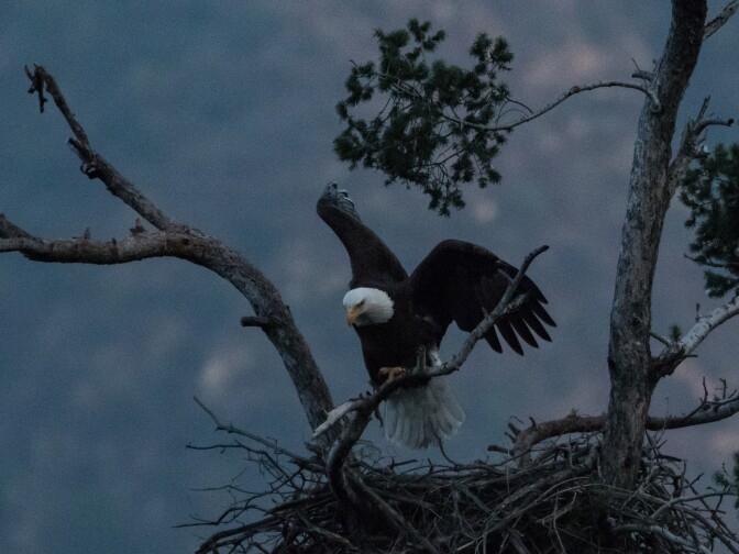 Male American Bald Eagle, San Gabriel Dam