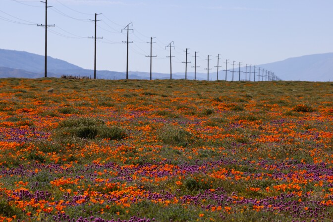 A wide open field has flowers of many different colors, pinks and oranges.