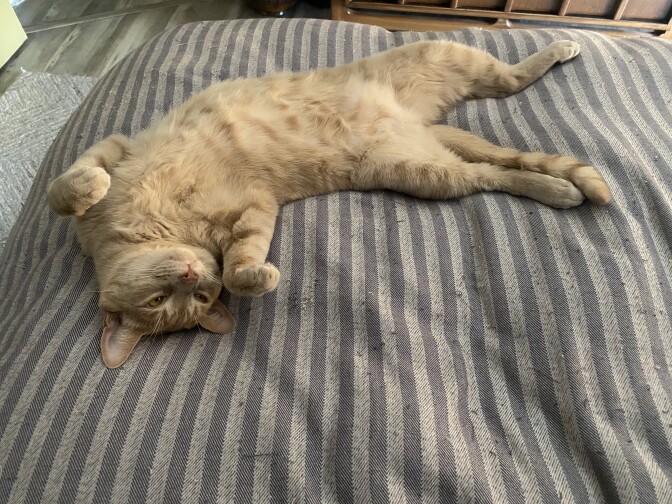A cat rolls around on his belly on a bed.
