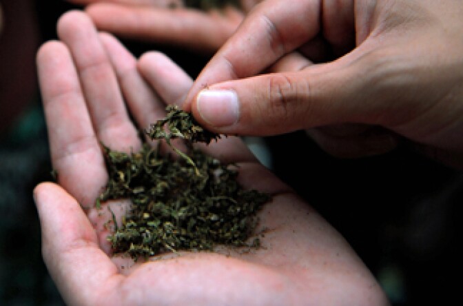 Men hold marijuana