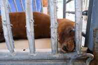Brown sea lion laying in a cage.