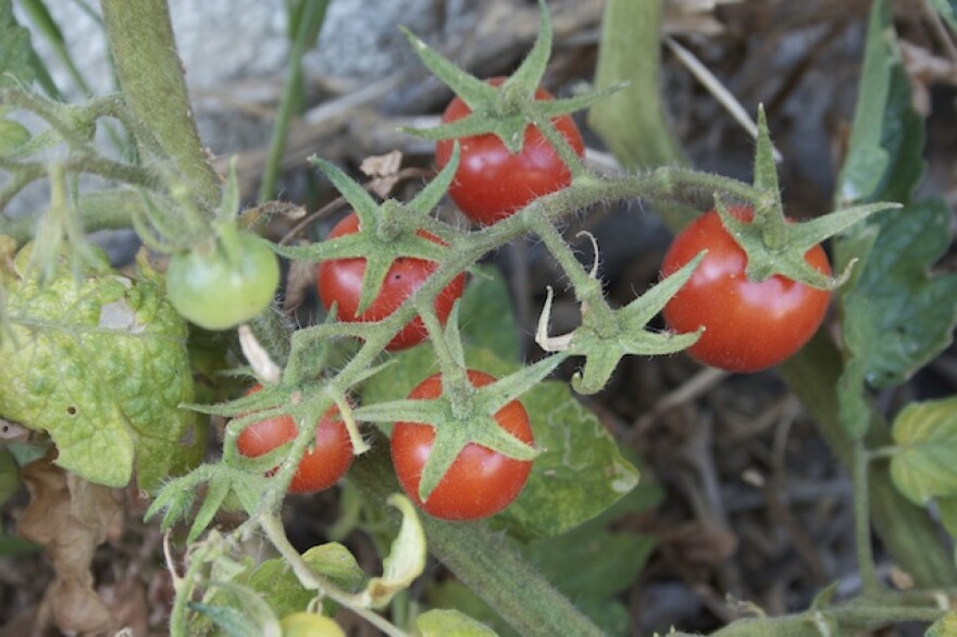 tomatoes.jpg