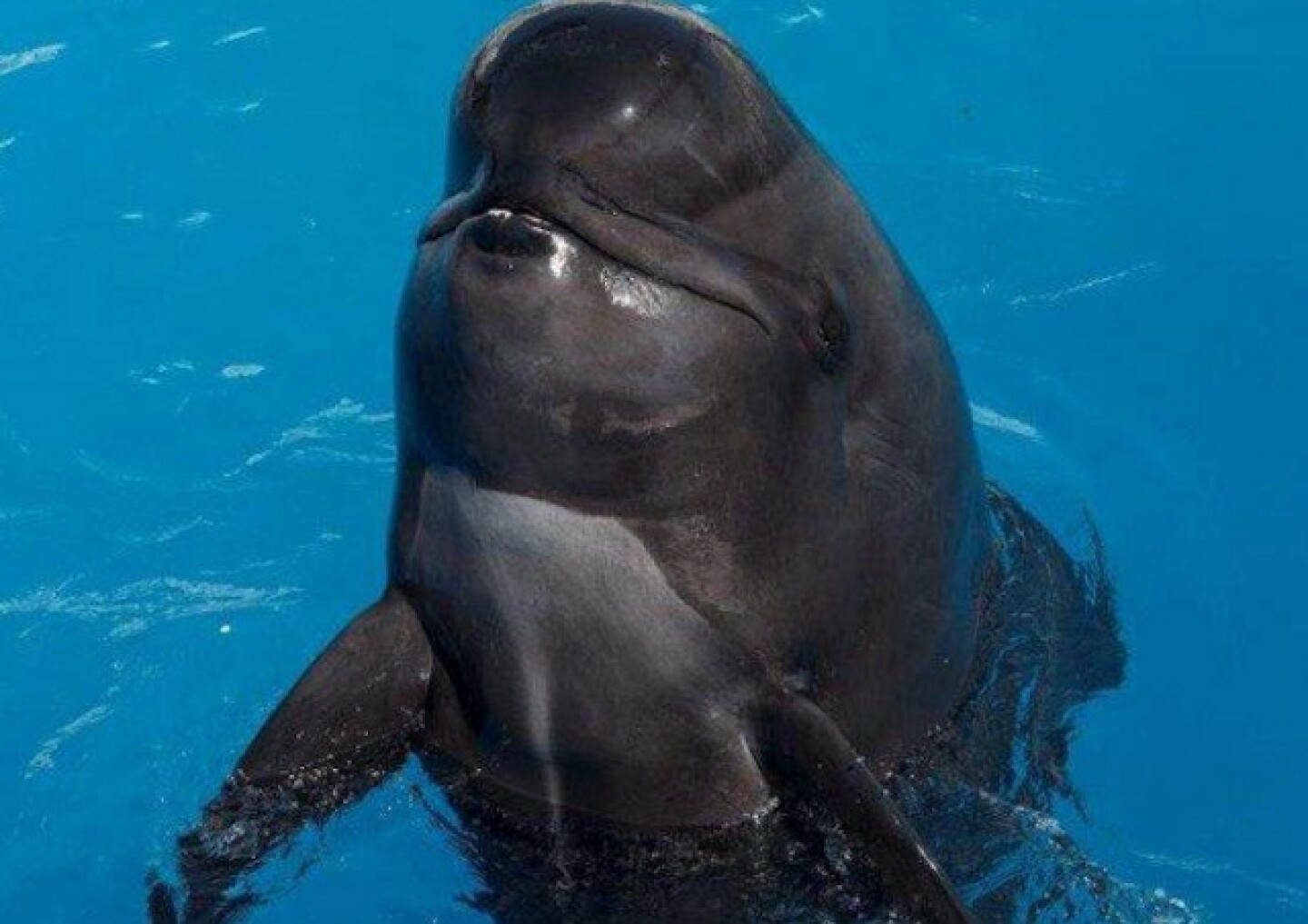 bubbles-whale.jpg