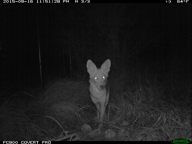 An image from a wildlife camera shows either C-146 or one of her packmates. The body of C-146 was discovered in MacArthur Park on December 4, 2015.