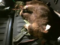 On Monday, a bear was tranquilized and relocated after first being spotted near the campus of Los Angeles Mission College. 