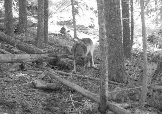 The Oregon gray wolf nicknamed OR-7 recently photographed by a trail camera in Northern California. 
