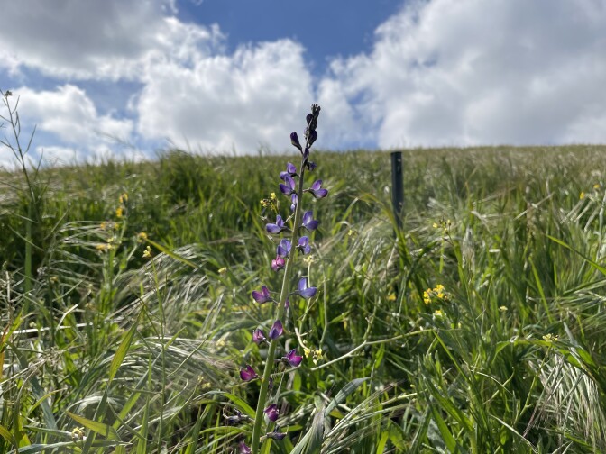 A close up of a wildflower with a long green stem and purple petals in the midst of plants on a green hillside on a sunny day.