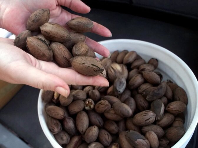 U.S. exports of pecans to China have increased sharply in recent years.