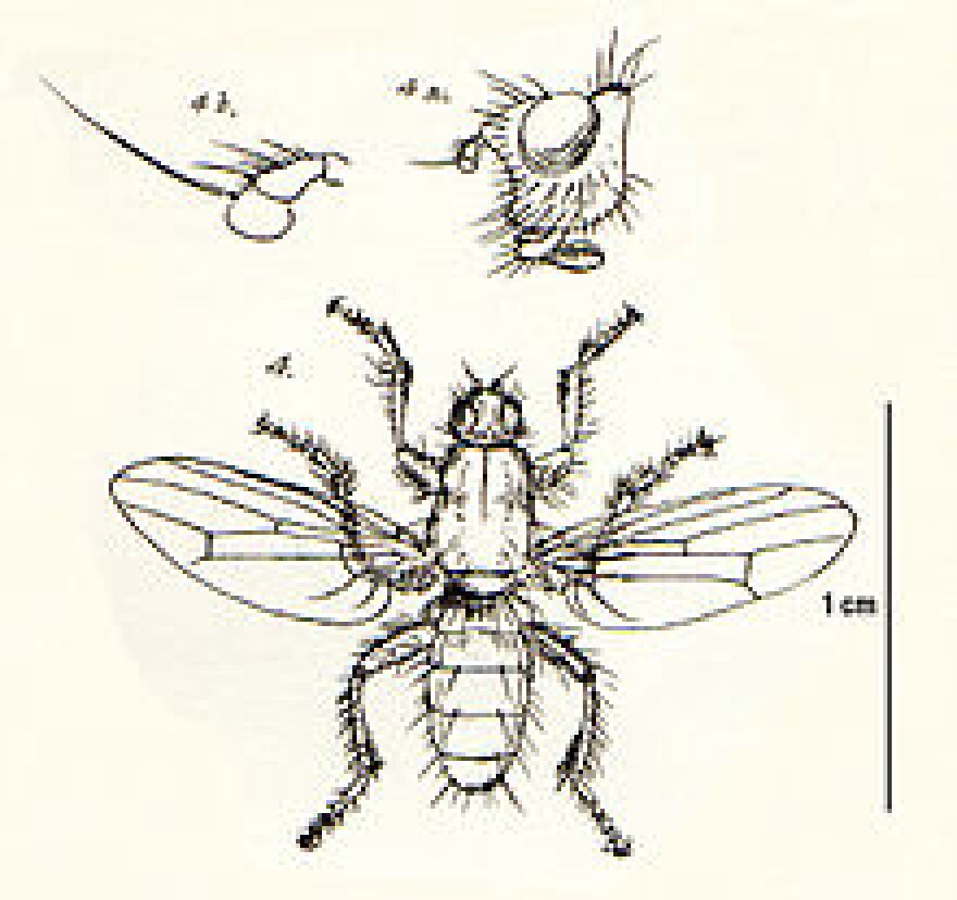 220px-Coelopidae.jpg
