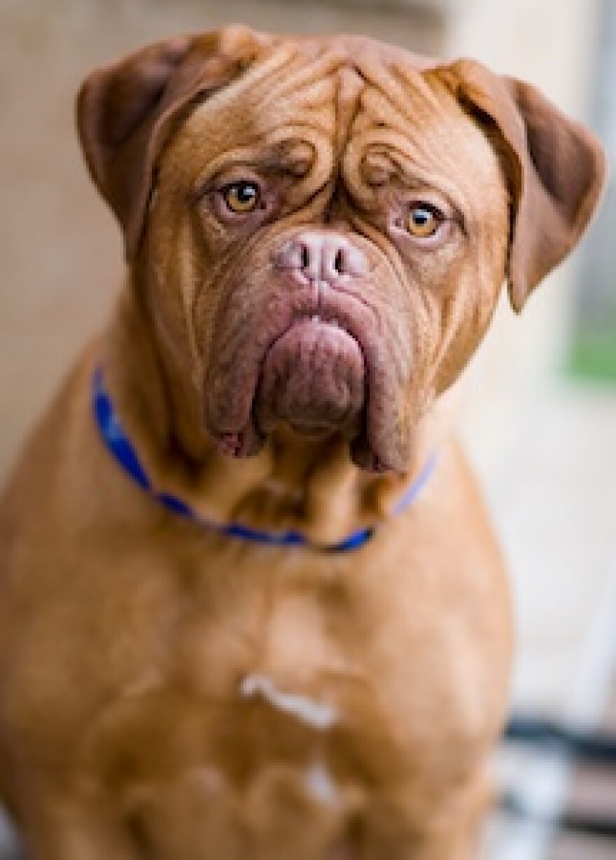 barking-dog-fine-los-angeles.jpg