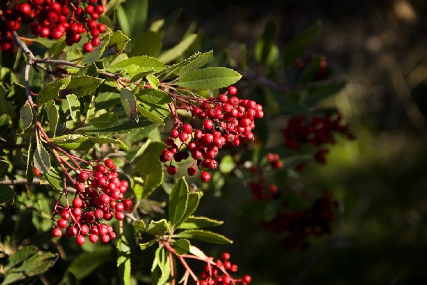 toyon-ca-holly-plant.jpg