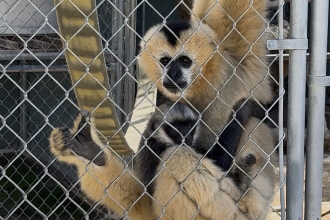 A blonde gibbon holds her young, a black baby gibbon, at the Gibbon Conservation Center in Santa Clarita. 