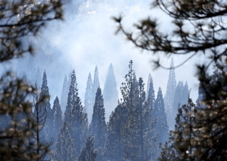 A forest is shown through a foggy, grey sky. Tall, cone-shaped trees can be seen in the distance, while blurred branches can be seen in the foreground.