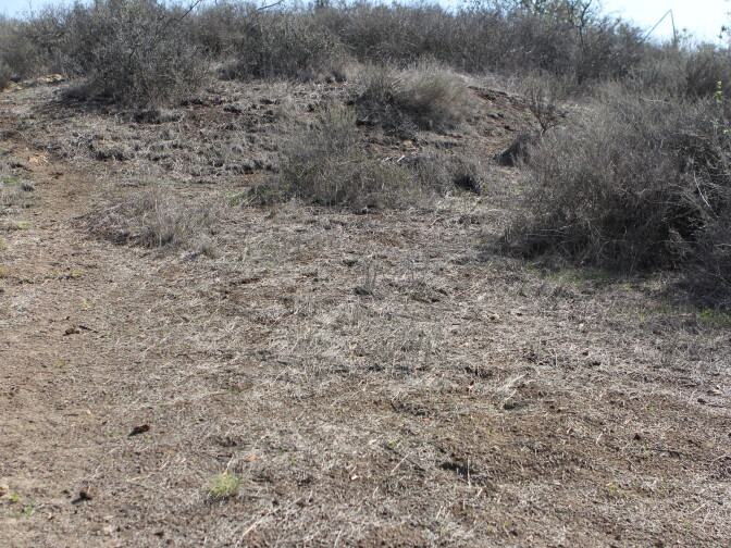 Little growth can be seen in Griffith Park on March 6, 2014. 
