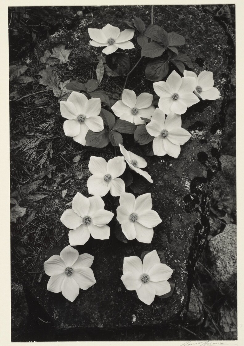 [Dogwood Blossoms, Yosemite National Park]; Ansel Adams, American, 1902 - 1984; Yosemite, California, United States, North America; negative about 1938; print 1941; Gelatin silver; Image: 16.8 x 11.4 cm (6 5/8 x 4 1/2 in.), Mount: 35.6 x 27.9 cm (14 x 11 in.); 85.XM.248.7