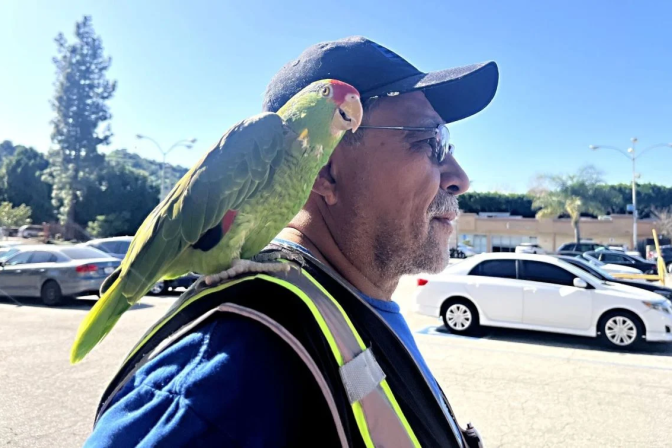 Man with medium-tone skin wearing blue shirt and black cap with neon yellow backpack has green parrot perched on shoulder, standing in parking lot