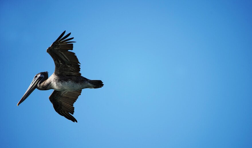 A brown pelican flies with a cloudless blue sky behind it