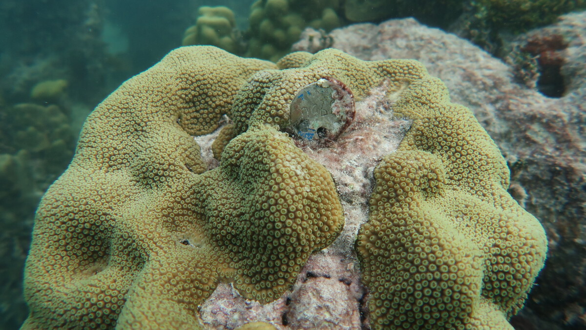 Coral And Climate Change - Vimarsana News
