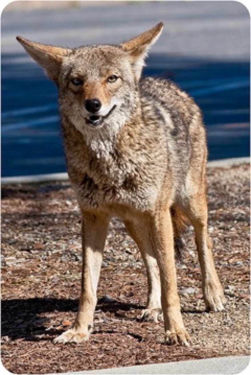 coyote.jpg