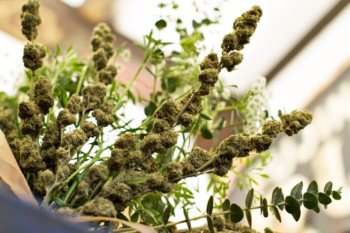 Say it with flowers: Cannabis flowers 
