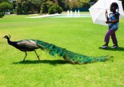 File: A girl trails behind a peacock at the Los Angeles County Arboretum.
