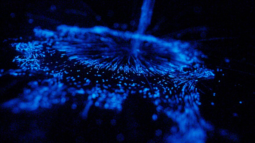 Bioluminescent algae.