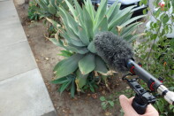 A hand holds a microphone pointed at a succulent plant on the side of the sidewalk.