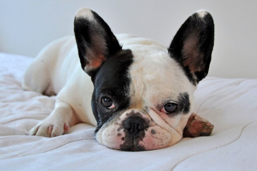 frenchbulldogpuppy.jpg