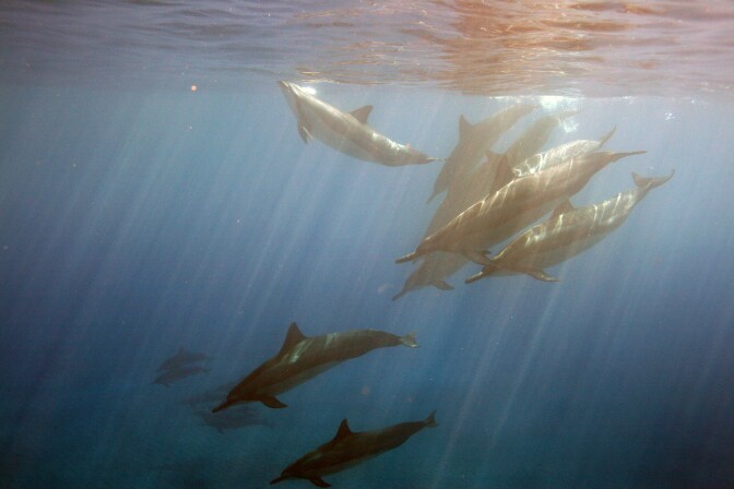 A school of spinner dolphins