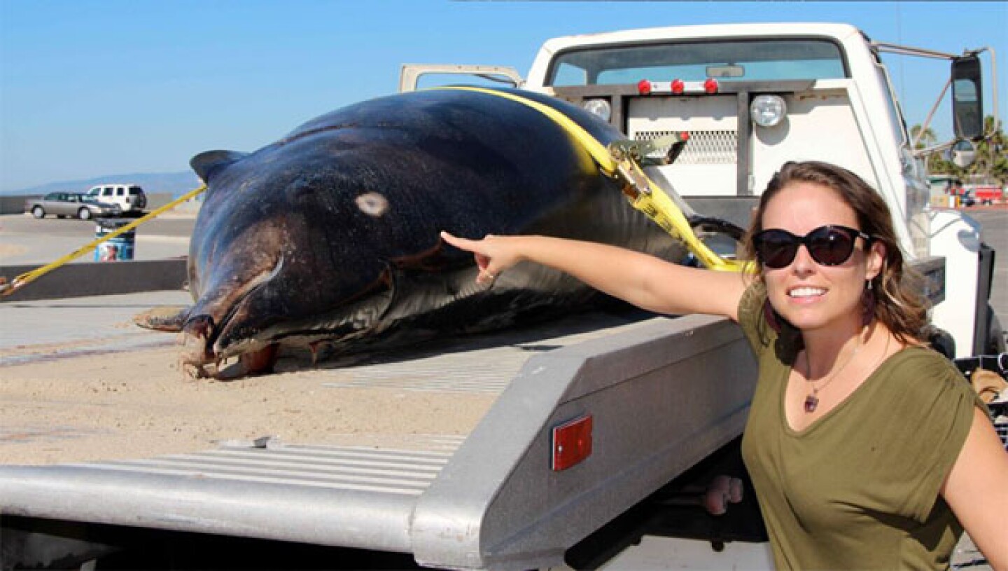 rare_whale.jpg