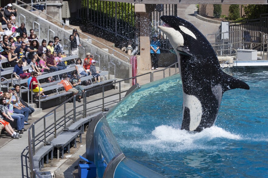 Visitors watch an orca performance at SeaWorld in San Diego this year. The company has seen attendance slip in the year since the release of a documentary film critical of the company's captive whale program.