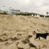 MALIBU, CA - JUNE 15:  A dog runs past piles of sand that have recently been pushed onto exclusive beachfront properties from the public beach on June 15, 2005 in Malibu, California. Homeowners are accused of using bulldozers to steal sand from the public saying it is a way to prevent erosion.  (Photo by David McNew/Getty Images)