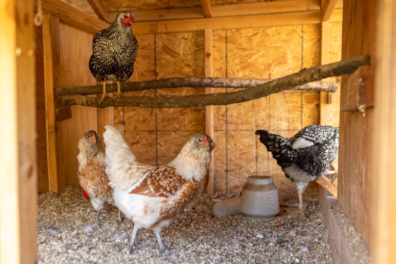 Four chickens in a wooden chicken coop full of wood chips and seeds. One black and white chicken stands on top of a wooden stick that crosses the wooden coop.