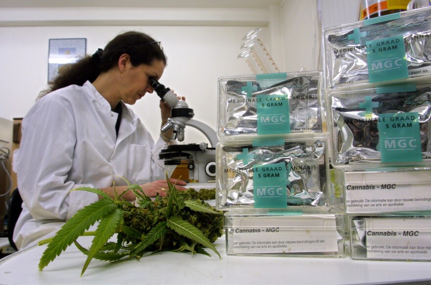 An assistant studies marijuana/cannabis leaves in a laboratory.