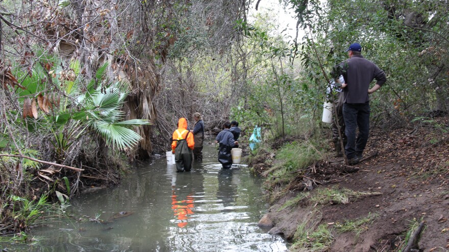 Technicians with the Mountains Restoration Trust and AmeriCorps volunteers remove invasive crayfish from a creek in the Santa Monica Mountains. 